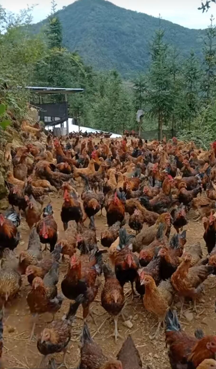 em菌原液的作用,em菌发酵剂养殖专用使用效果