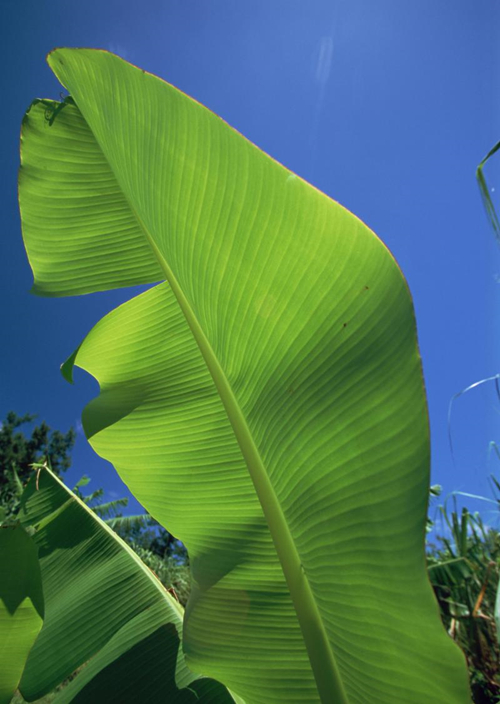 客厅电视柜适合养什么小盆栽植物,客厅电视柜上放什么植物比较好