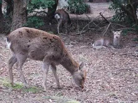 龙虾没人吃、LV没人买……中国人再不出门，各国旅游业都要垮了