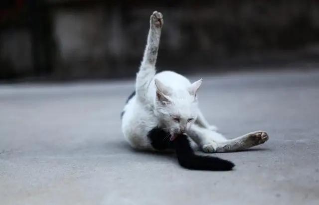 喵百科|舔屁屁是件严肃的事，不要再问我们会不会舔到shi