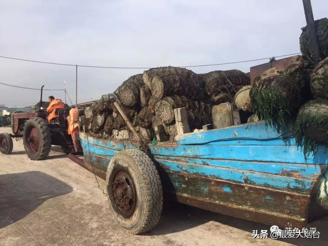 烟台扇贝养殖临时工人,烟台养殖扇贝多少利润