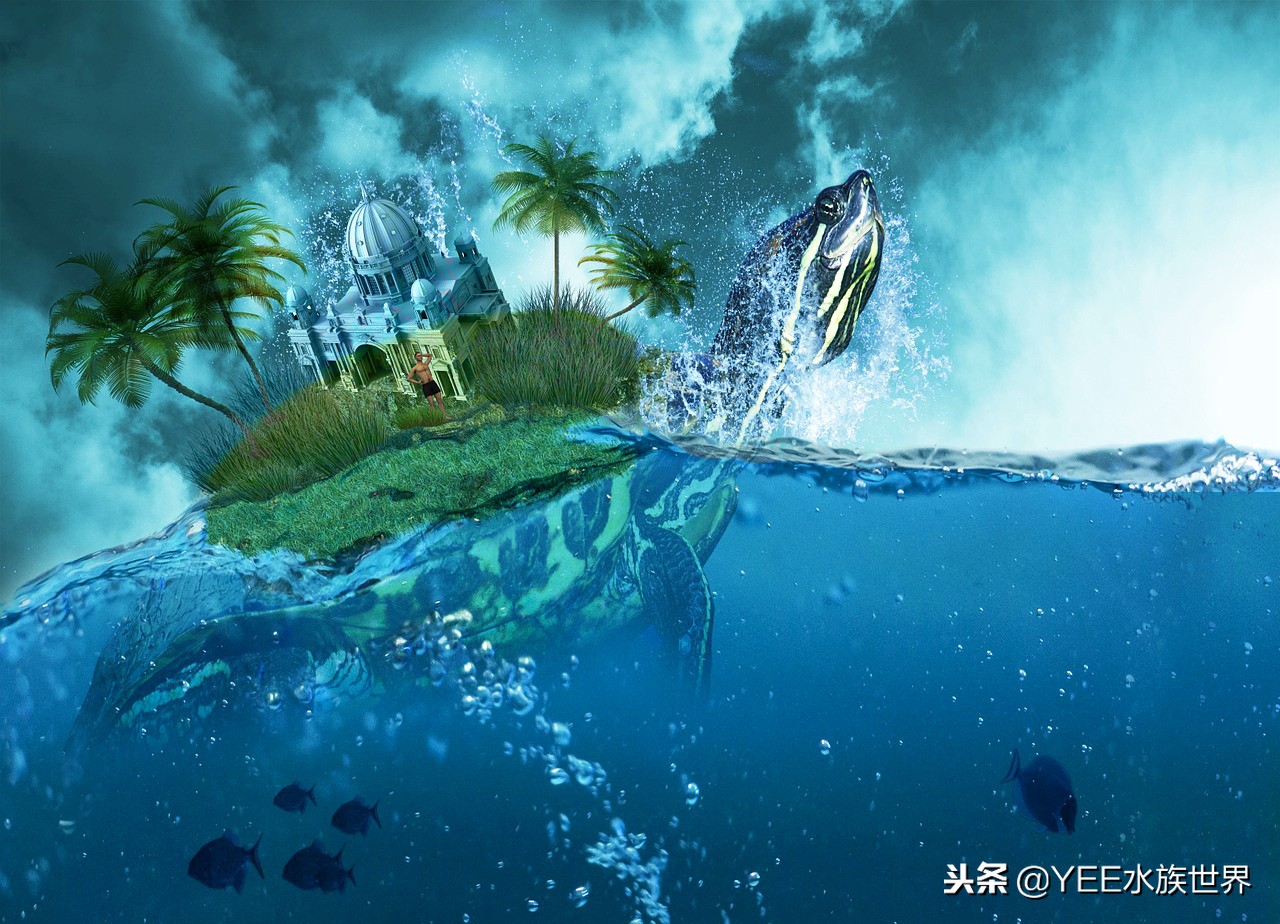 新手养龟误区看看你中了几个,新手养龟容易遇到的问题怎样处理