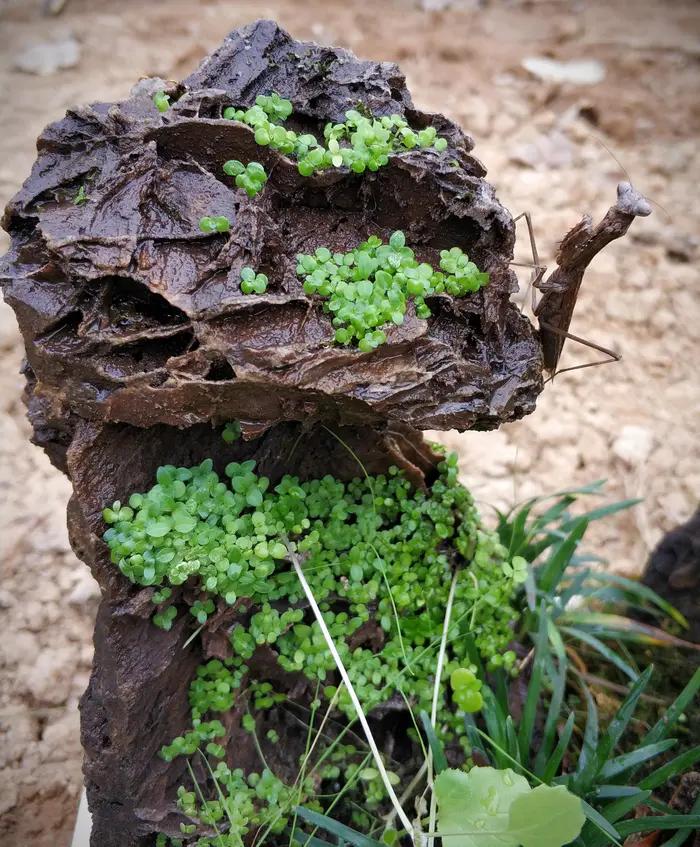 装死的螳螂,伤感的螳螂