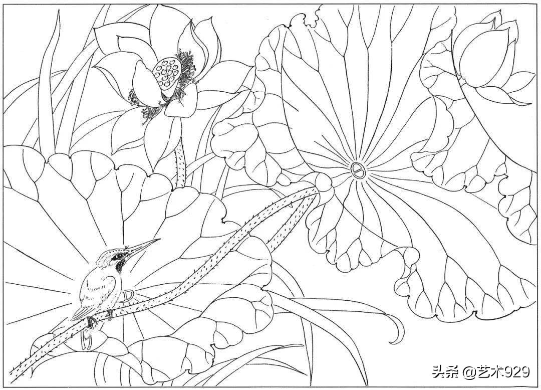 余稚荷花蜻蜓图高清白描底稿,白描荷花勾线方法讲解视频