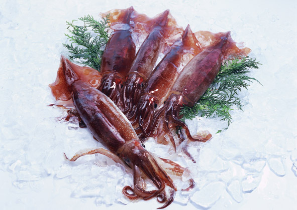 章鱼墨鱼鱿鱼区别,章鱼墨鱼鱿鱼哪个营养更高