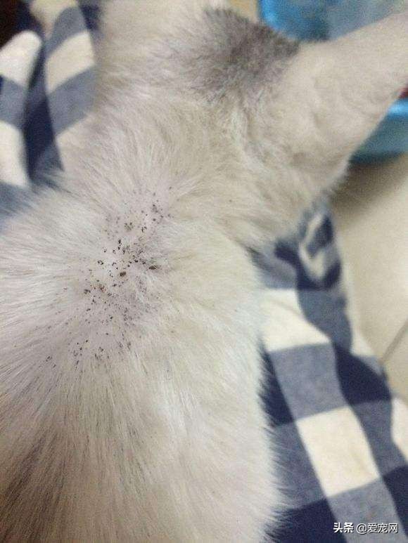 猫咪跳蚤怎么根除,猫咪有跳蚤教你根除跳蚤的方法