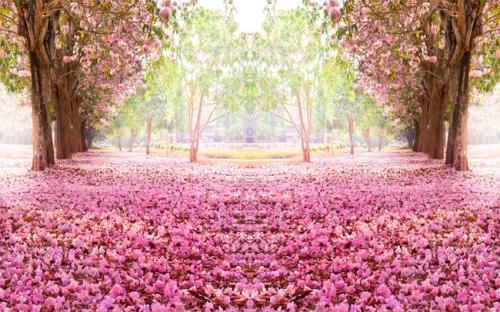 青龙古镇樱花树种植,西山公园种植樱花树