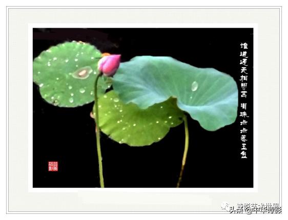 中华诗影大课堂,中华诗影艺术