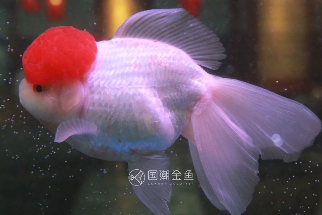 中国金鱼历史简介,中国金鱼鉴赏与文化