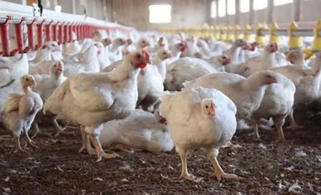 鸡的眼睛瞎了用什么药,鸡的养殖中会出现哪些疾病