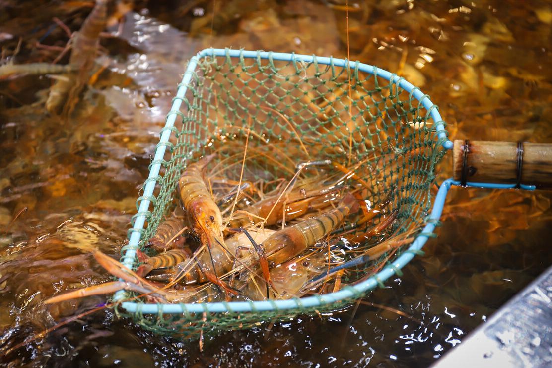 买大虾买什么样的品种的虾最好啊,买虾记住五种别买