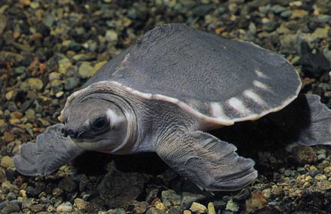 乌龟详细科普,常见乌龟的种类图画