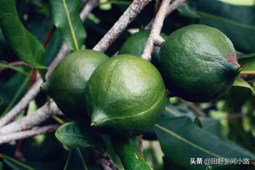 夏威夷果味道是怎么出来的,夏威夷果怎么才能打开只有一条缝