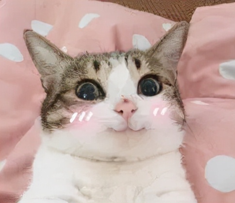 施华蔻被罚,施华蔻自己染头发靠谱不