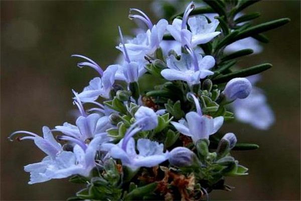 郁金香花中仙子,花中仙子凤仙花