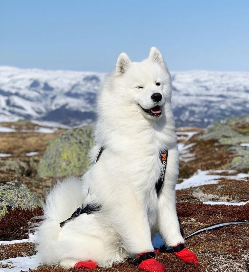 萨摩耶生气不吃不喝是怎么回事,萨摩耶生气了男主人哄