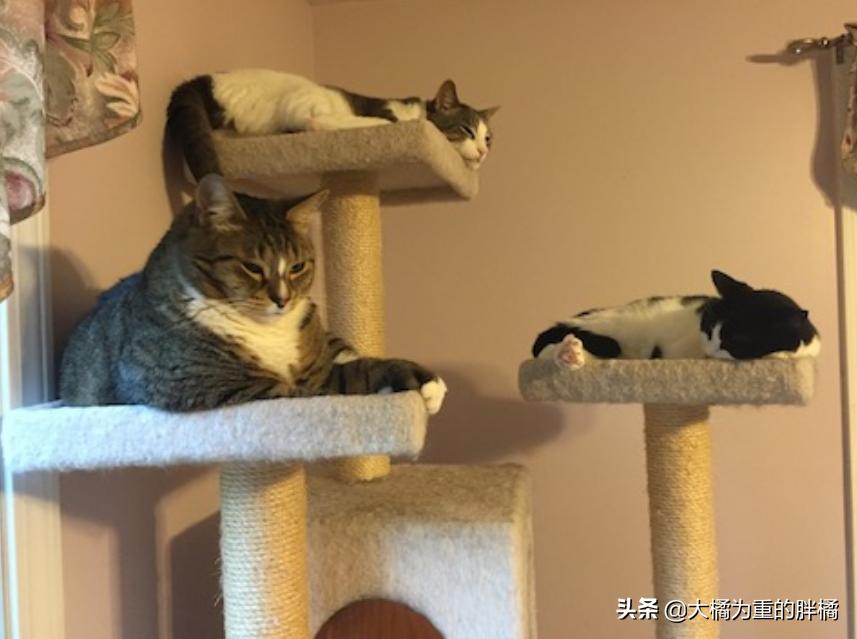 猫爬架危险,猫咪从猫爬架摔下来有事吗