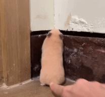 被戳吓一跳的仓鼠,盘点仓鼠被吓坏的瞬间