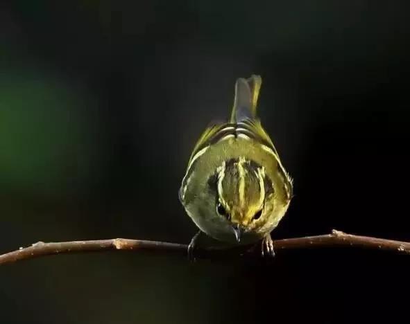 柳莺饲养知识大全