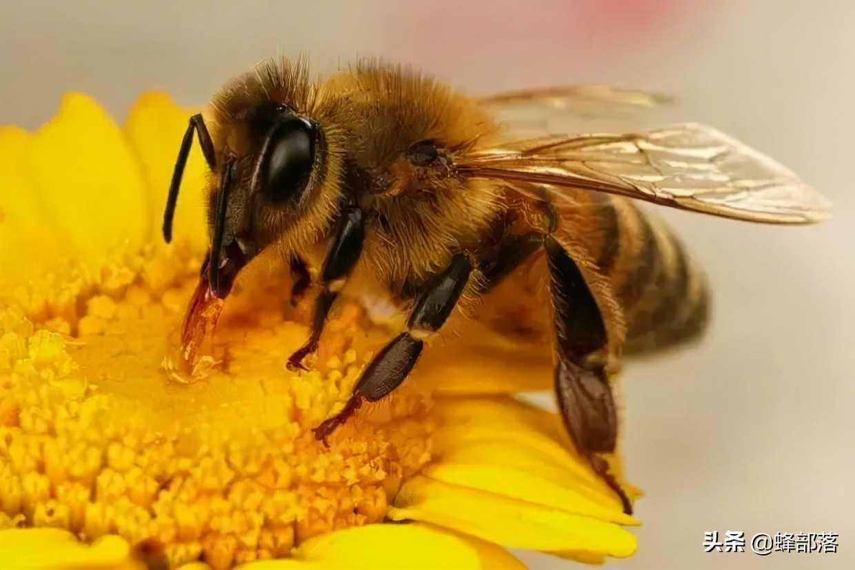 从未用过巢础的野生蜜蜂,家养时需要定期更换,商家赚钱的手段?