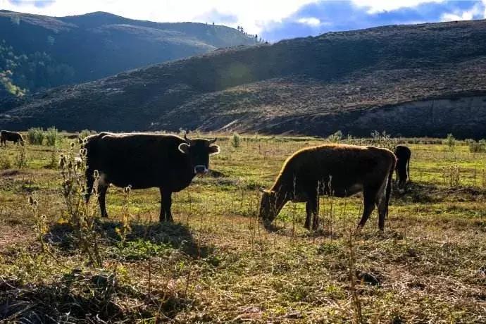 把病人的胸水当“宝贝”，医生亲自从青海护送到杭州！这么拼的吗？