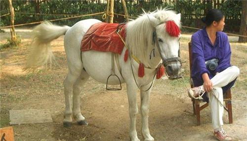 白龙马晚年惨死山洞无人知,白龙马牺牲杨洁痛哭