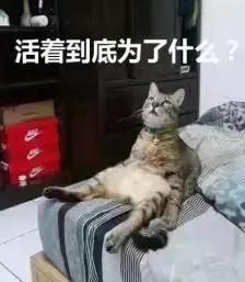 有没有办法让猫咪拉屎不臭,猫咪嘴臭是怎么回事