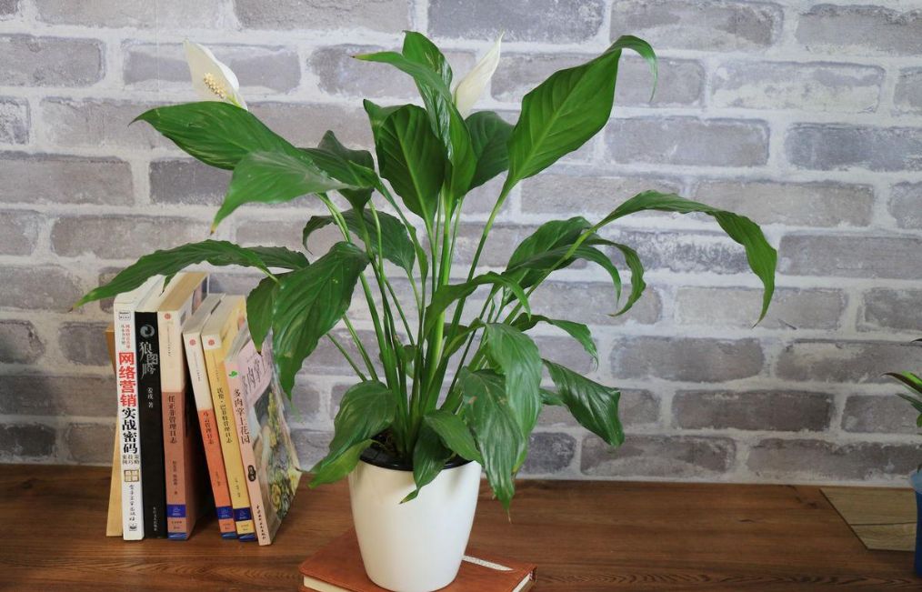 白掌为什么不能长期养,白掌一帆风顺在卧室里养好不好