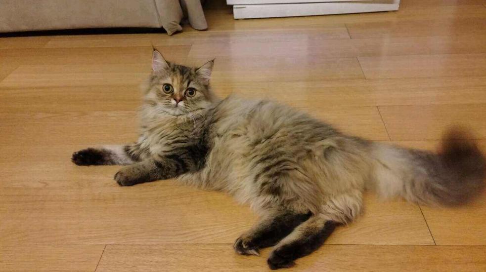 猫咪发情期怎么办？铲屎官们可以这样解决，快来看看吧