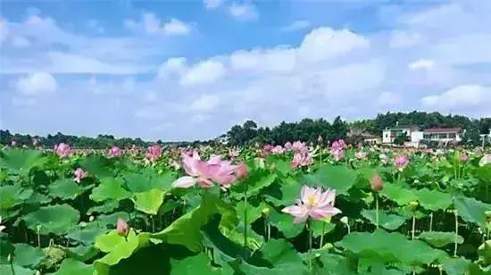 最美赏荷胜地,中国最美荷花美景排名前十