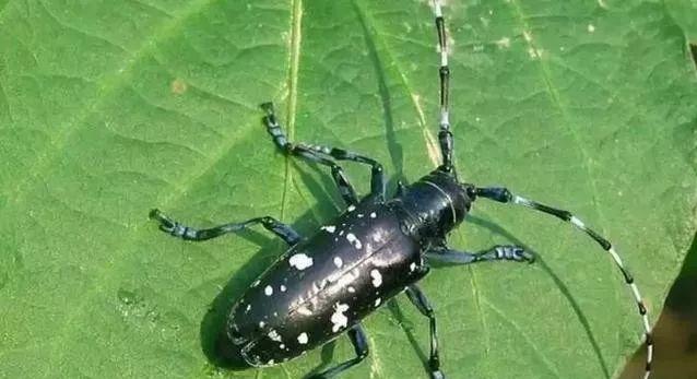 三华李挂果期管理技术,三华李栽培技术视频