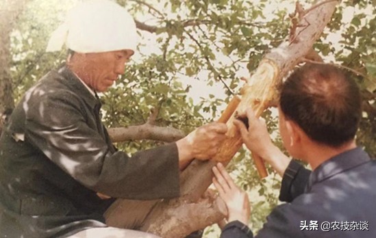 苹果干腐病怎样治疗,苹果干腐病怎么治疗