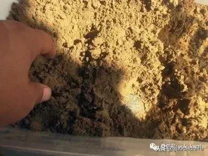 黄缘龟新手指南,怎么挑选黄缘龟