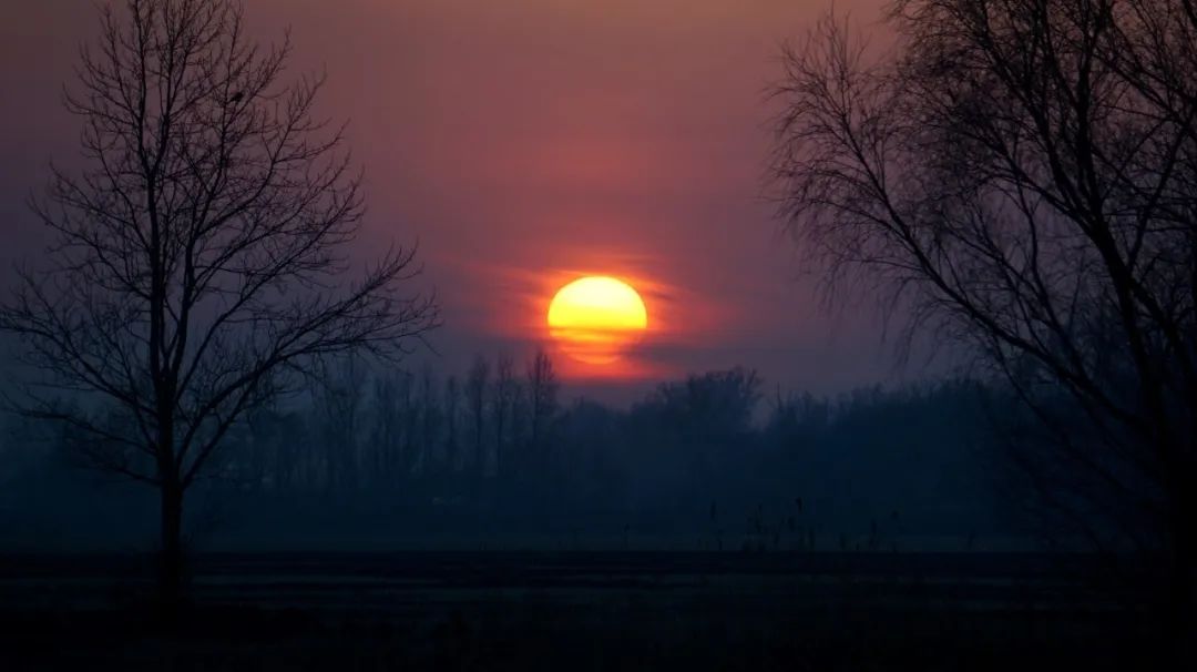 抗疫诗歌大展之十三｜在被管制的人间，梅花又悄悄开了