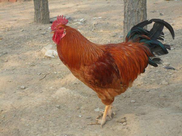 食材分享｜渐渐消失的美味，野味十足的河庄大骨鸡，壮而不肥