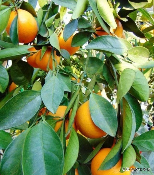 橙子栽培管理方法,橙子幼苗施肥和浇水方法