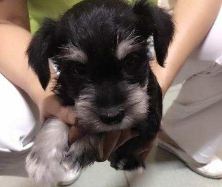 雪纳瑞为什么总感觉吃不饱,雪纳瑞为什么到了8个月就挑食