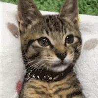 十大良心彩妆排行榜最新版,明星化妆师都在用的彩妆品牌