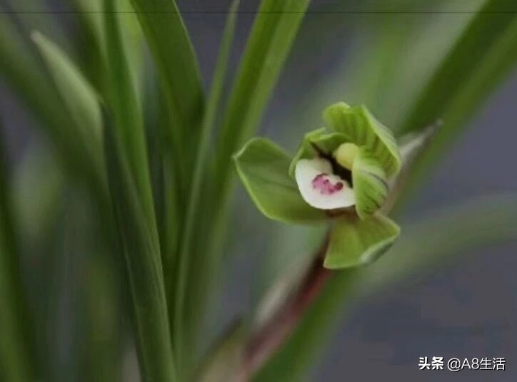 每日一品栏目,每日一品七律