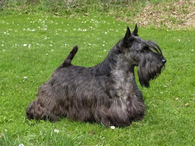 推荐各种狗狗的类型,10种有型罕见的狗狗