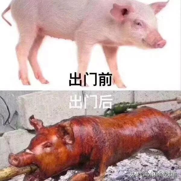 「猪热应激」0死亡!最科学的猪热应激治疗方案