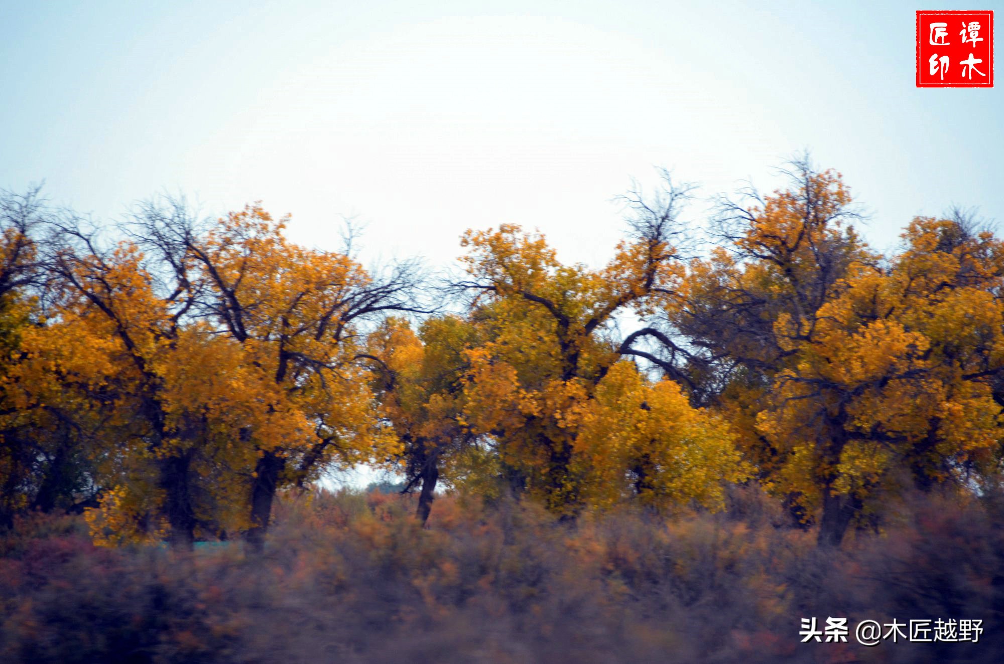 当木工学徒,当木匠的故事