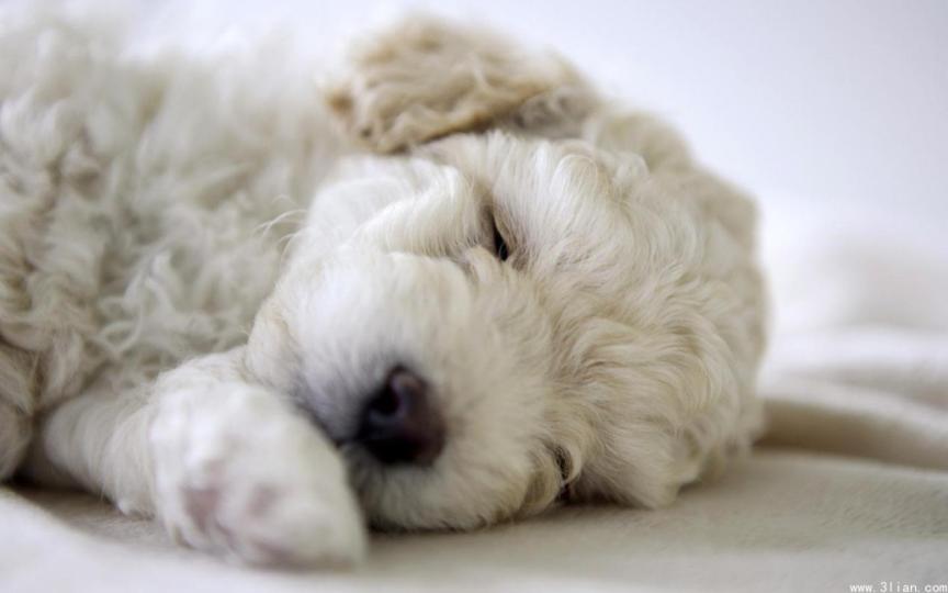 狗狗子宫蓄脓手术后三天危险期,狗狗也会得胰腺炎吗