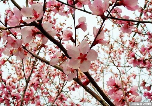 一生必背的100句名句,一生必背的235句千古经典诗句