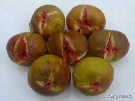 中医药专家讲解无花果功效和作用,无花果的秘密