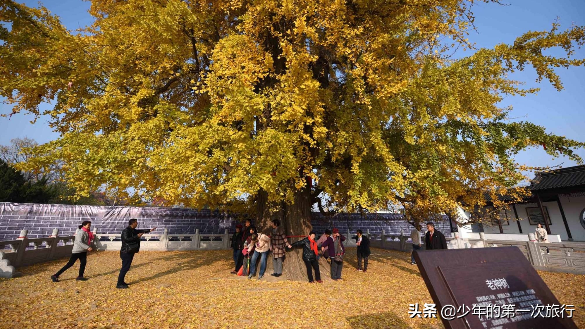 山东临沂哪里的银杏最多,临沂看银杏的最佳地点