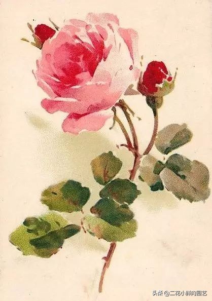 100种花卉绘画,100多张花卉线描手稿素材赶快收藏