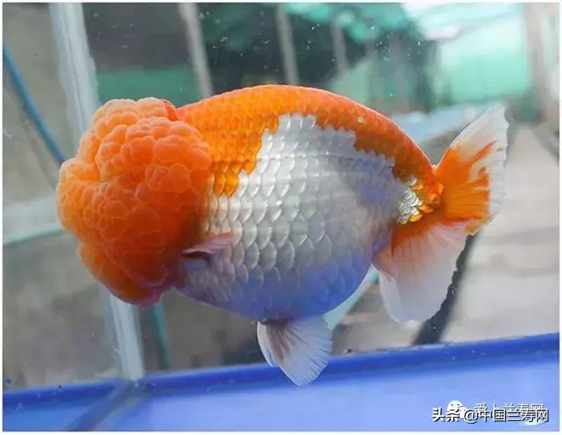 兰寿金鱼鲨鱼鳍品种图片大全,金鱼泰狮与兰寿是一个品种吗