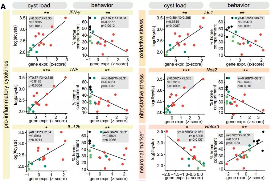 老鼠怕猫吗科学实验,什么老鼠不怕猫脑筋急转弯