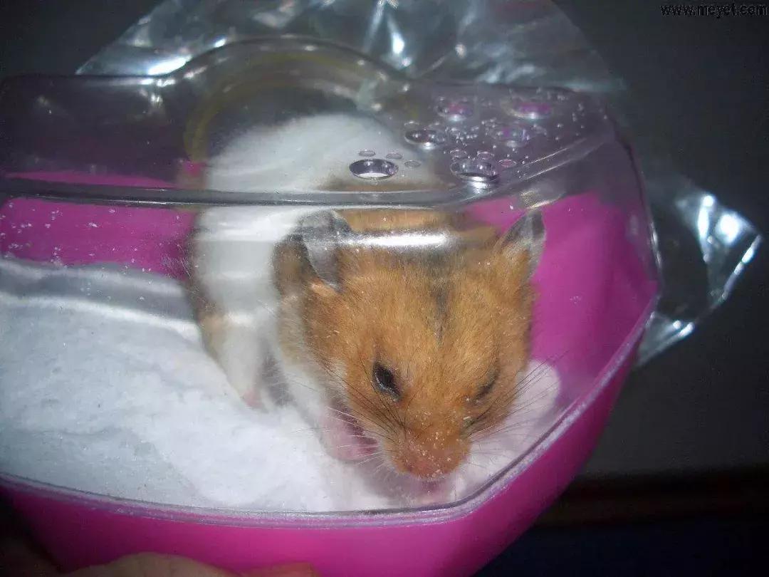 仓鼠饲养八大禁忌仓鼠会认主人吗,仓鼠饲养八大禁忌仓鼠吃什么蔬菜